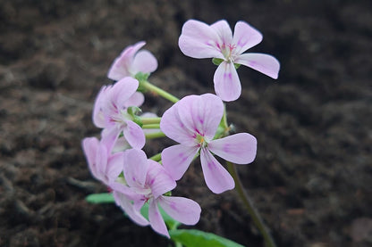 PELARGONIUM Lara Viking