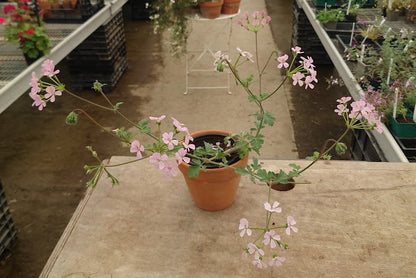 PELARGONIUM Lara Viking