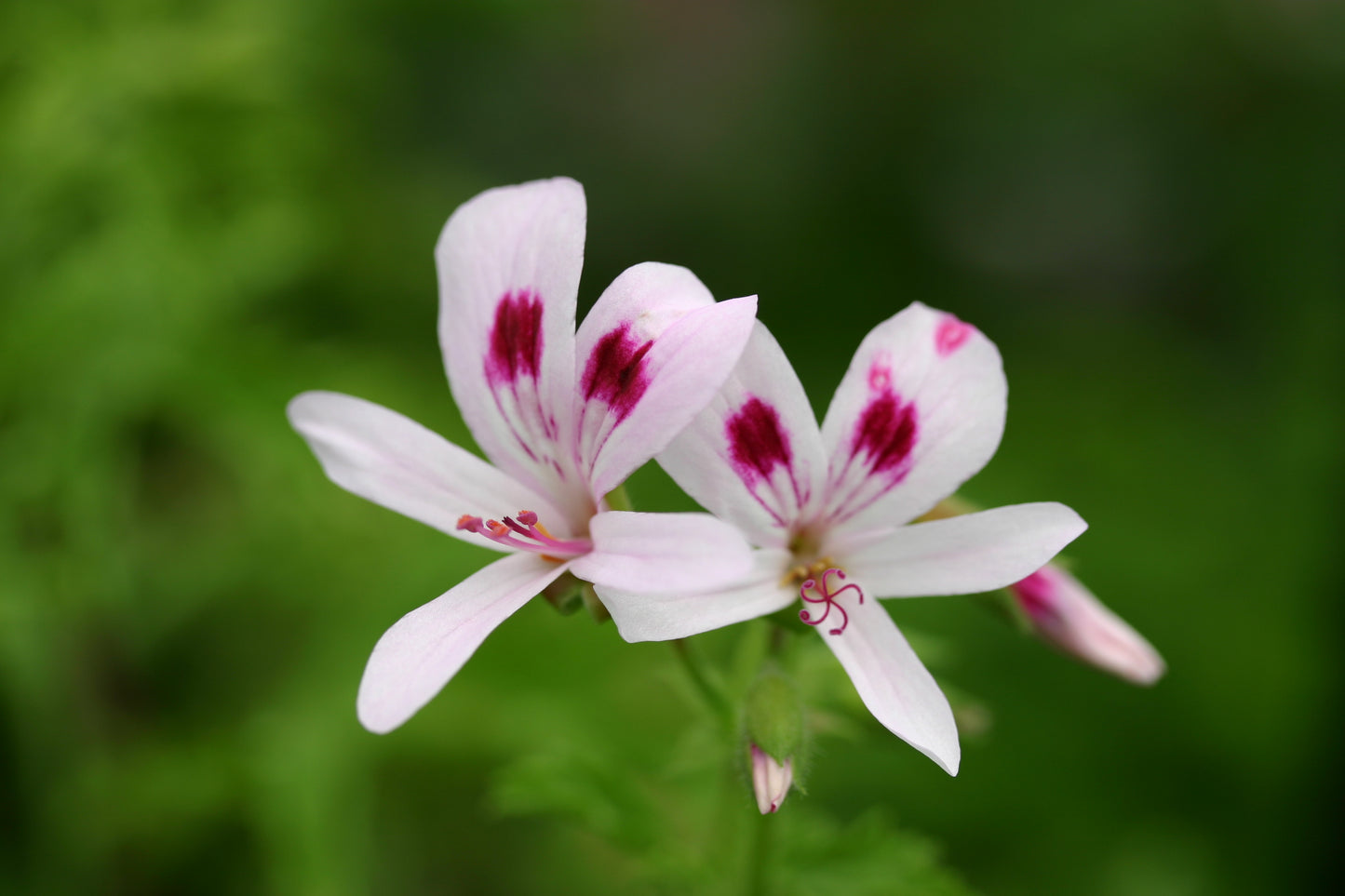PELARGONIUM Lemon Kiss. Two white flowers with pink centers on a blurred green background