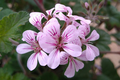 PELARGONIUM Woottens australe