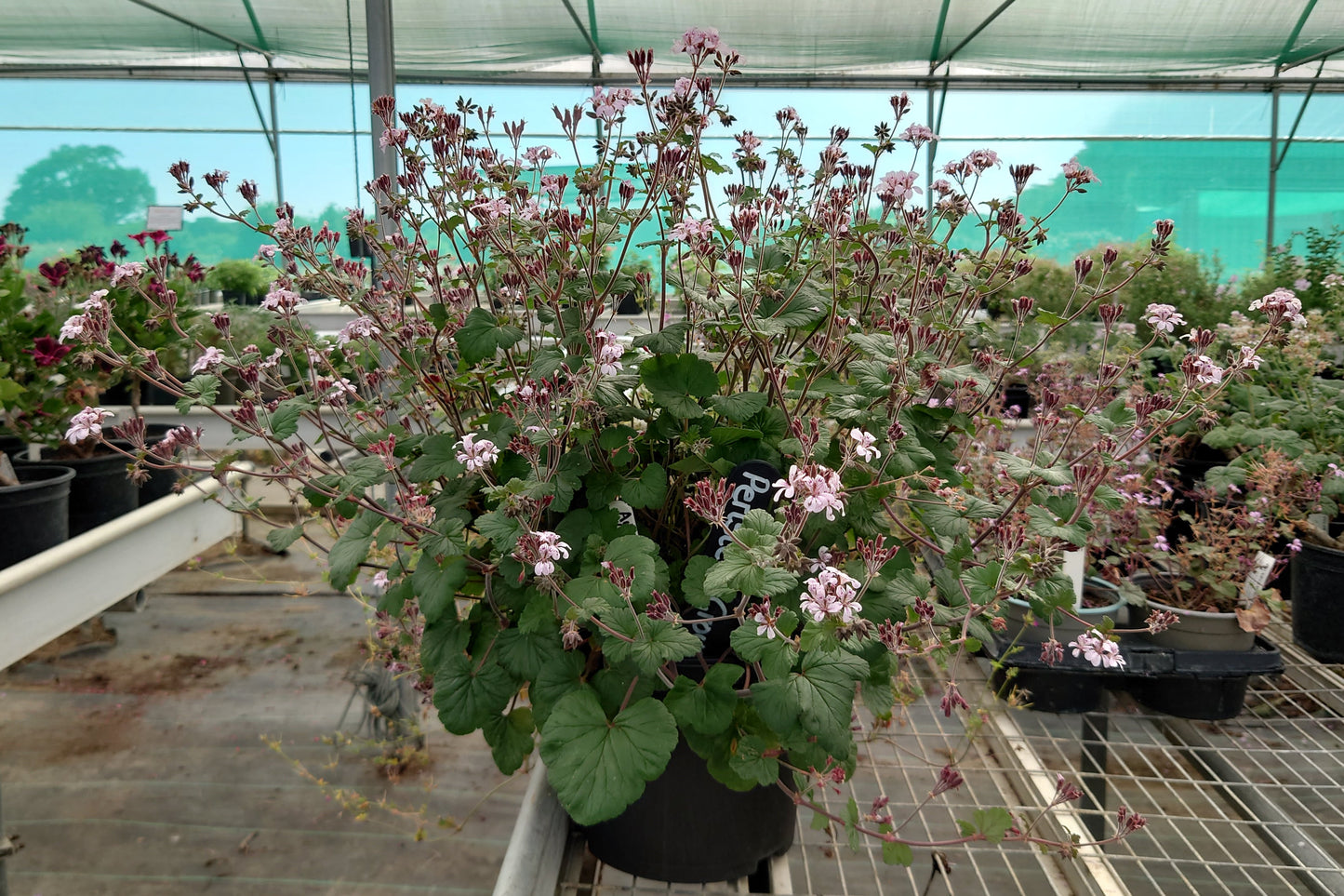 PELARGONIUM Woottens australe