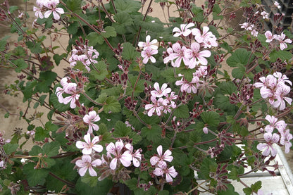 PELARGONIUM Woottens australe