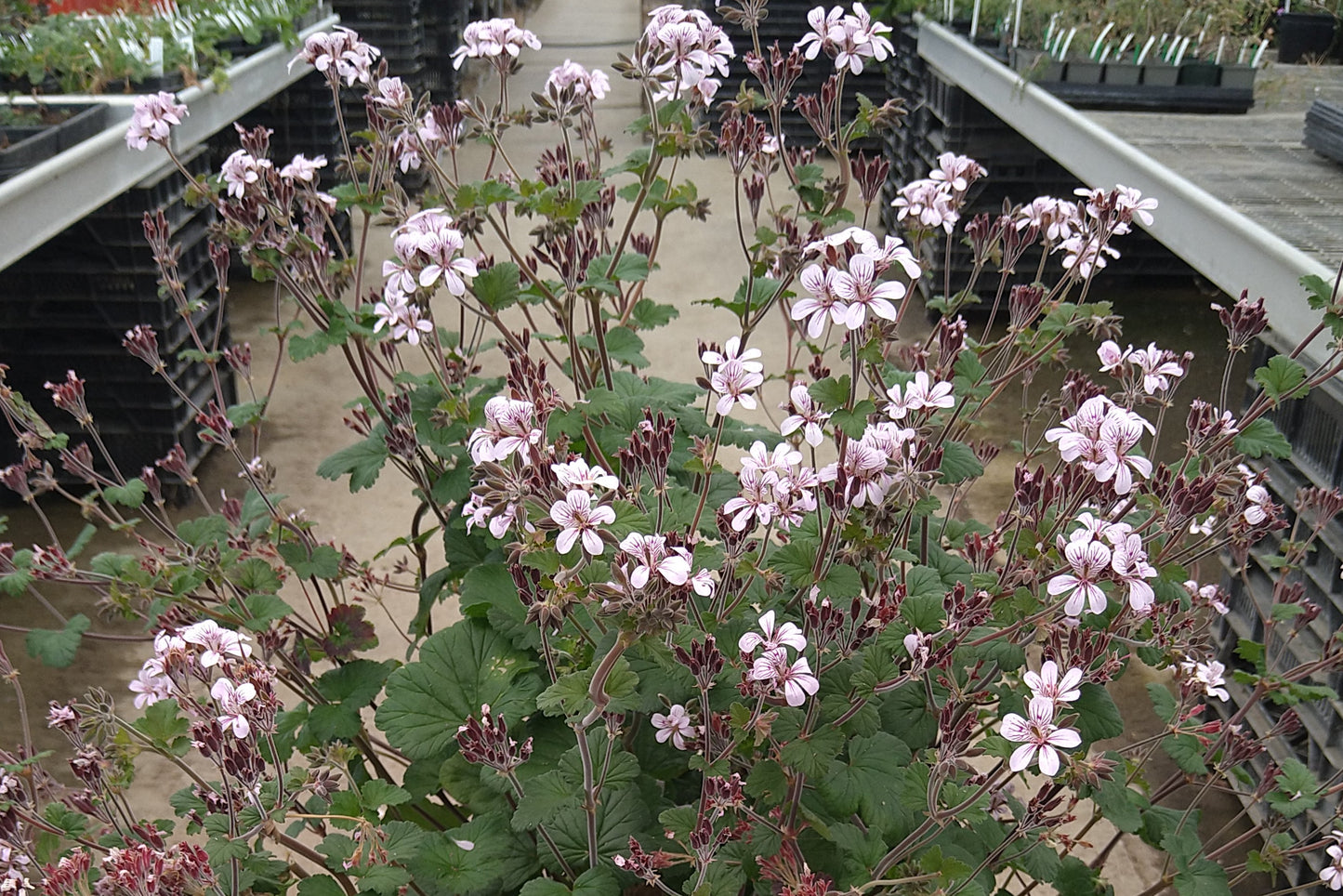 PELARGONIUM Woottens australe