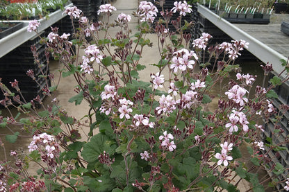 PELARGONIUM Woottens australe