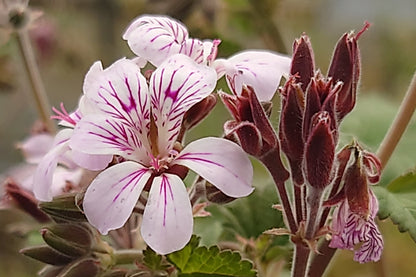 PELARGONIUM Woottens australe