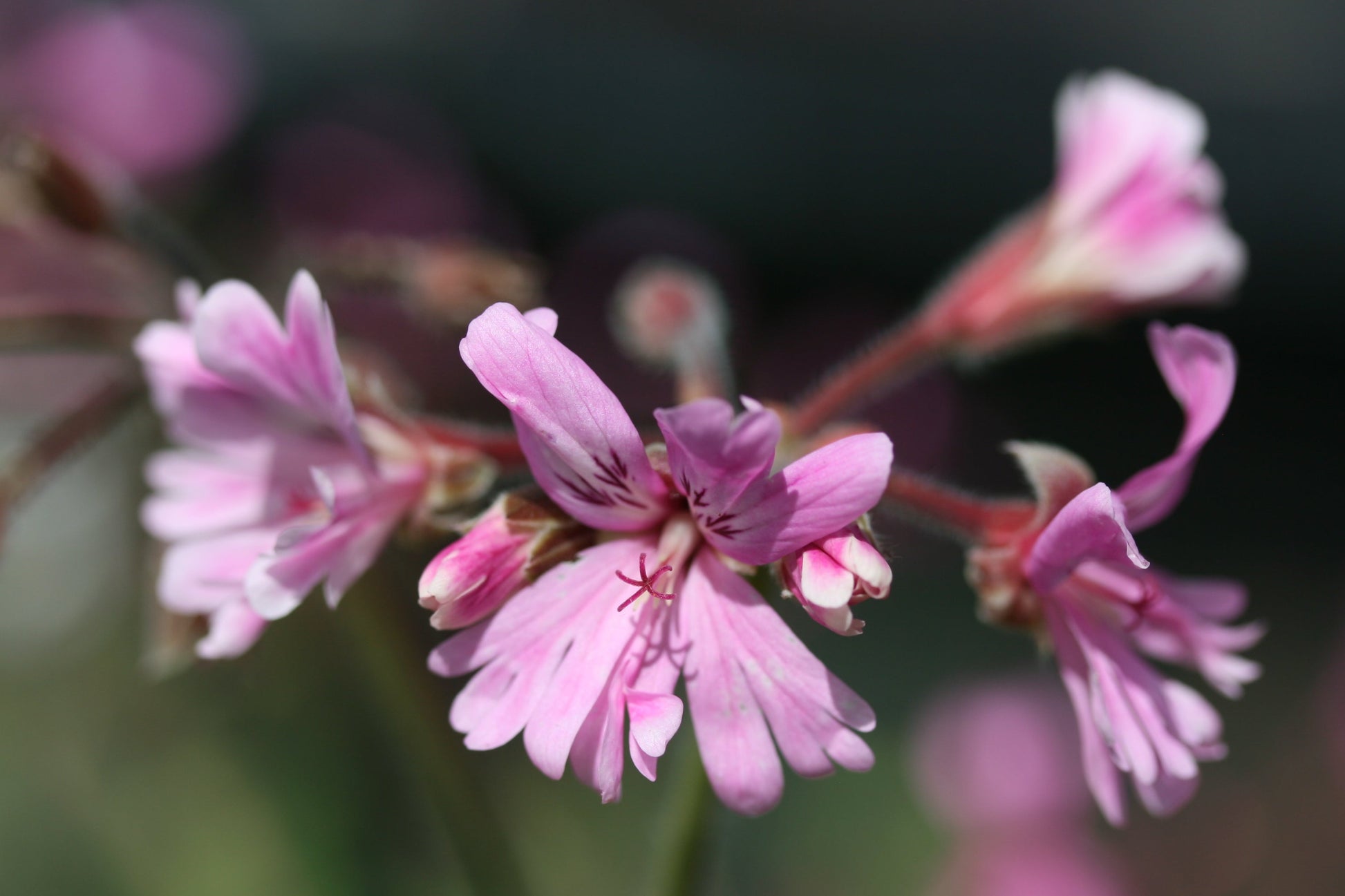 Close-up of pink flowers with a blurred background