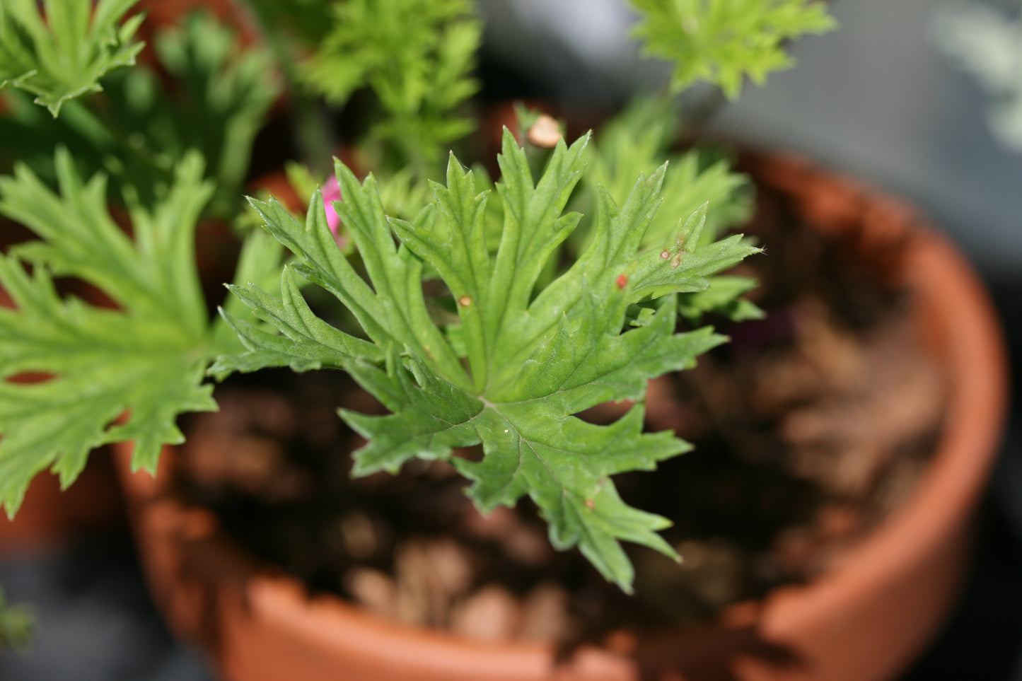 Close-up of a potted plant with green leaves