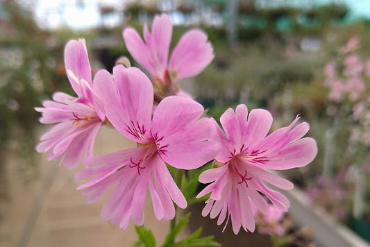 PELARGONIUM affrum Diana