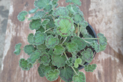 Pelargonium alpinum leaves