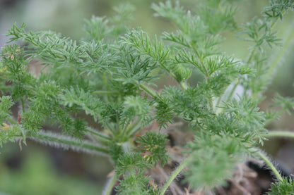 Pelargonium hirtum (White)