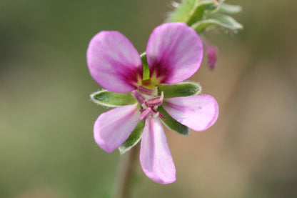 PELARGONIUM hirtum (Pink)
