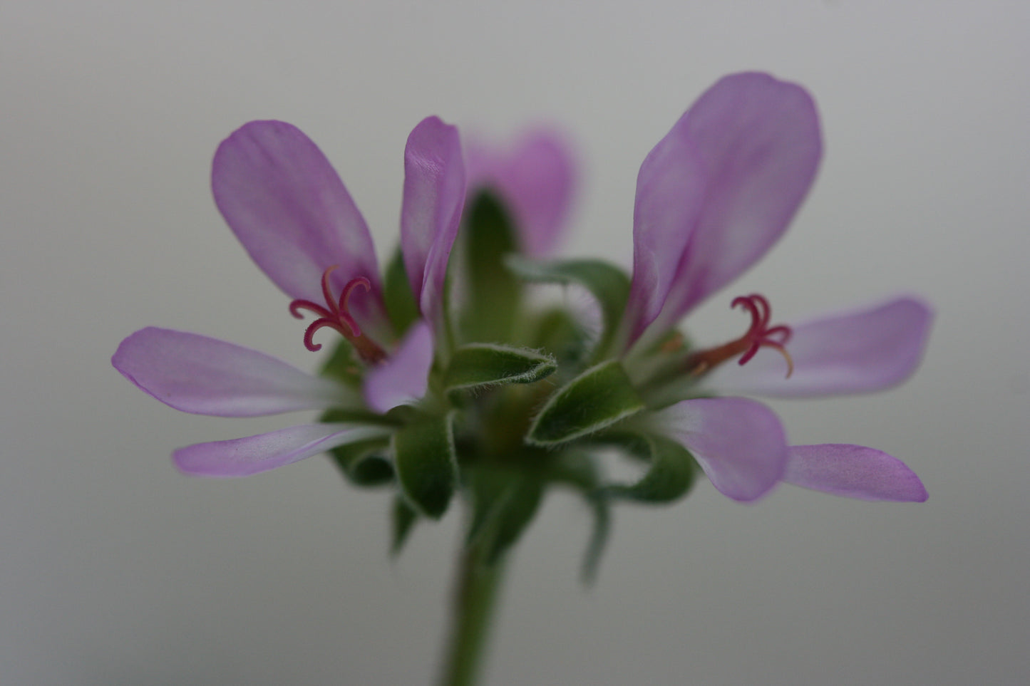 PELARGONIUM hirtum (Pink)