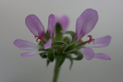 PELARGONIUM hirtum (Pink)