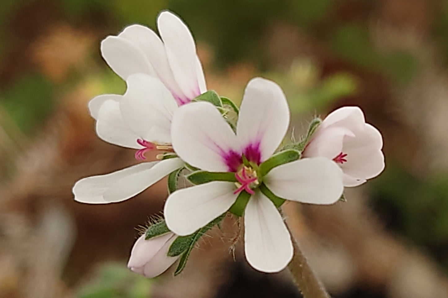 Pelargonium hirtum (White)
