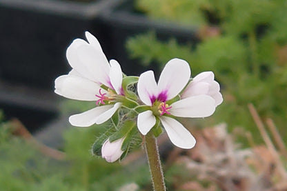 Pelargonium hirtum (White)