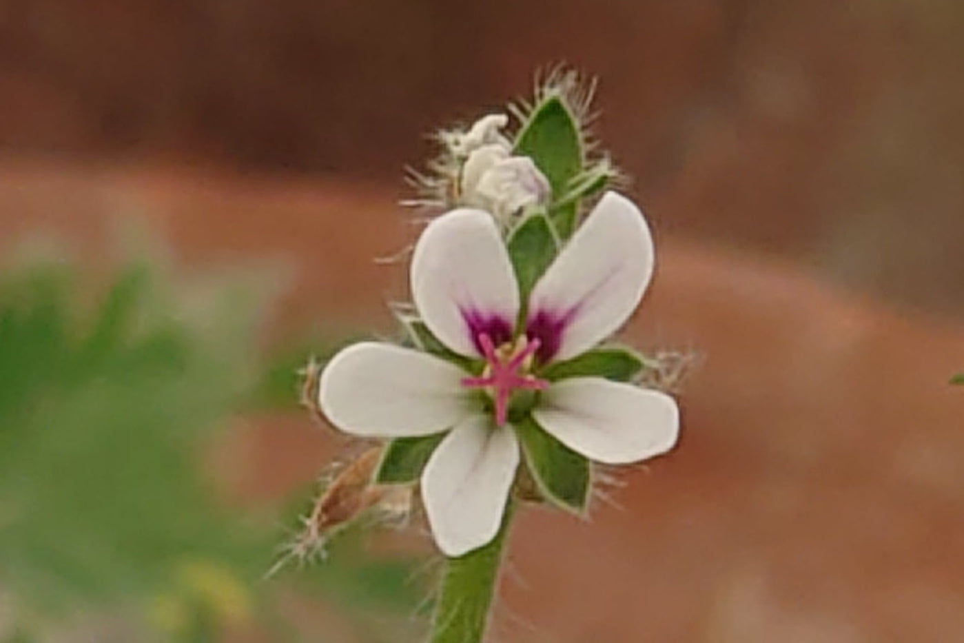 Pelargonium hirtum (White)