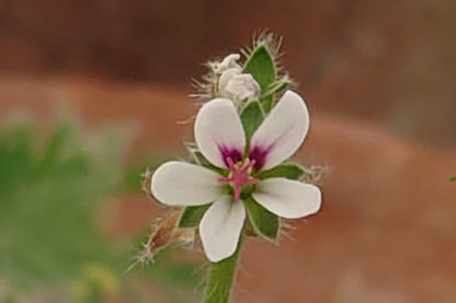 Pelargonium hirtum (White)