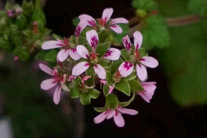PELARGONIUM madagascariense