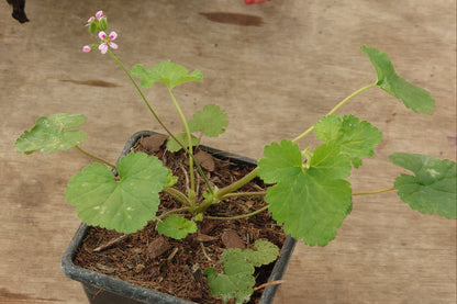 PELARGONIUM madagascariense
