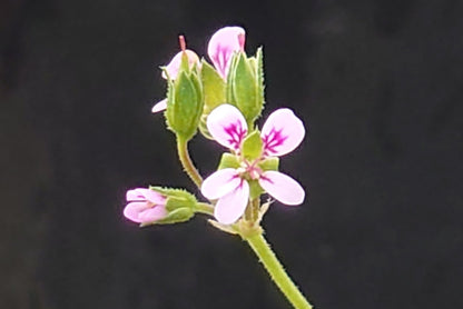 PELARGONIUM madagascariense