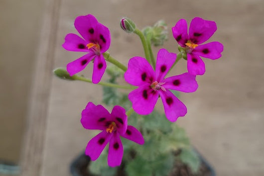 PELARGONIUM magenteum