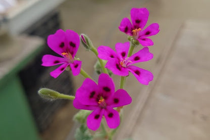 PELARGONIUM magenteum