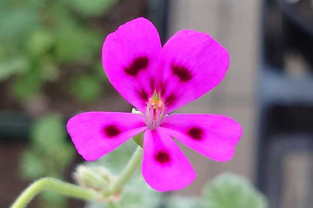PELARGONIUM magenteum