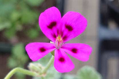PELARGONIUM magenteum