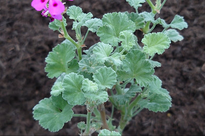 PELARGONIUM magenteum