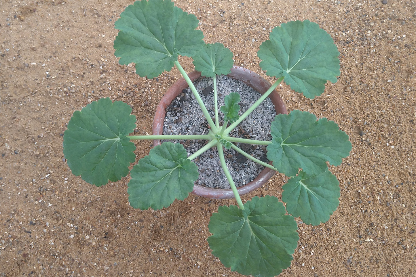Small potted plant on a textured surface