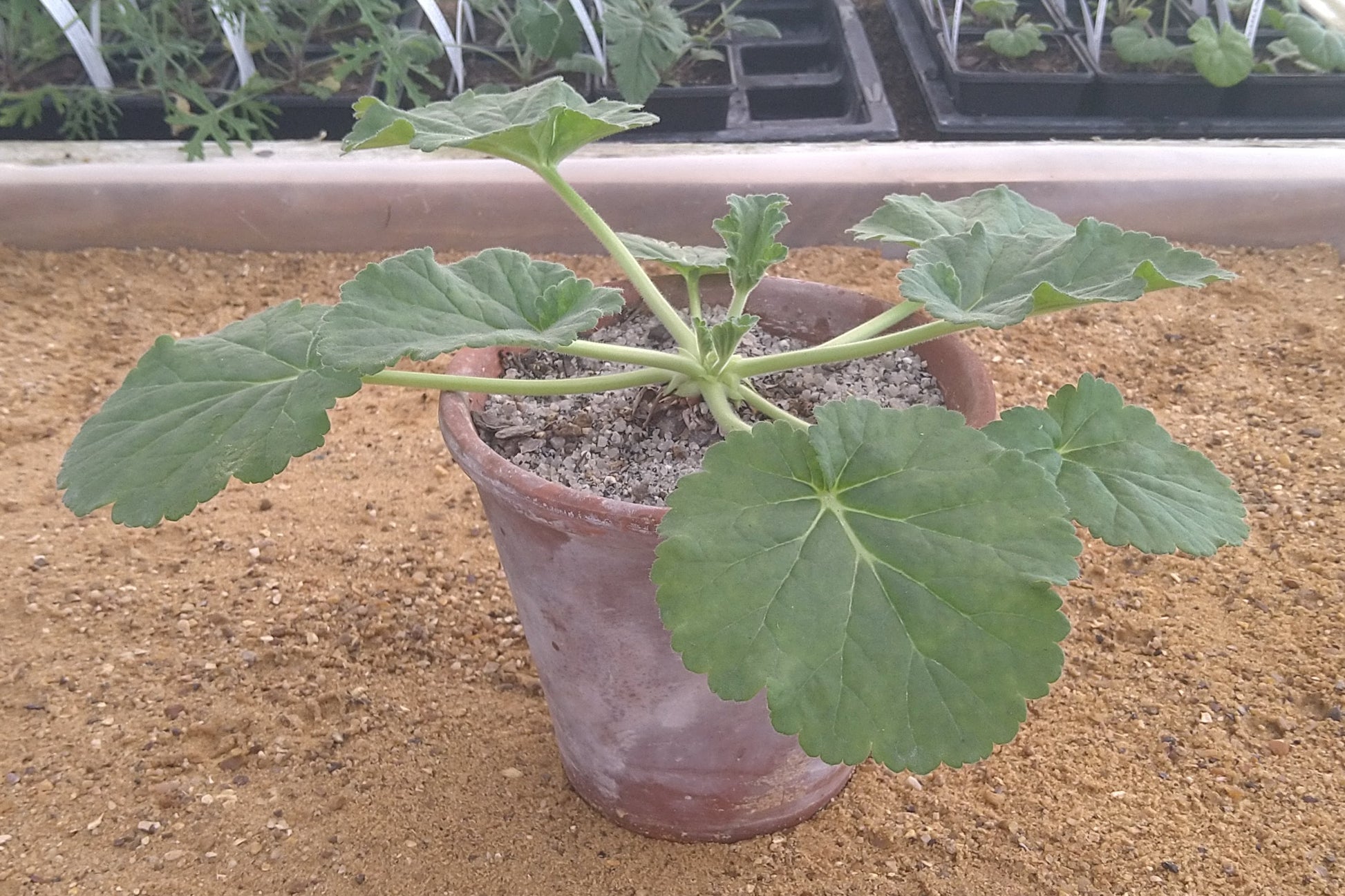 potted Pelargonium oblongatum in leaf