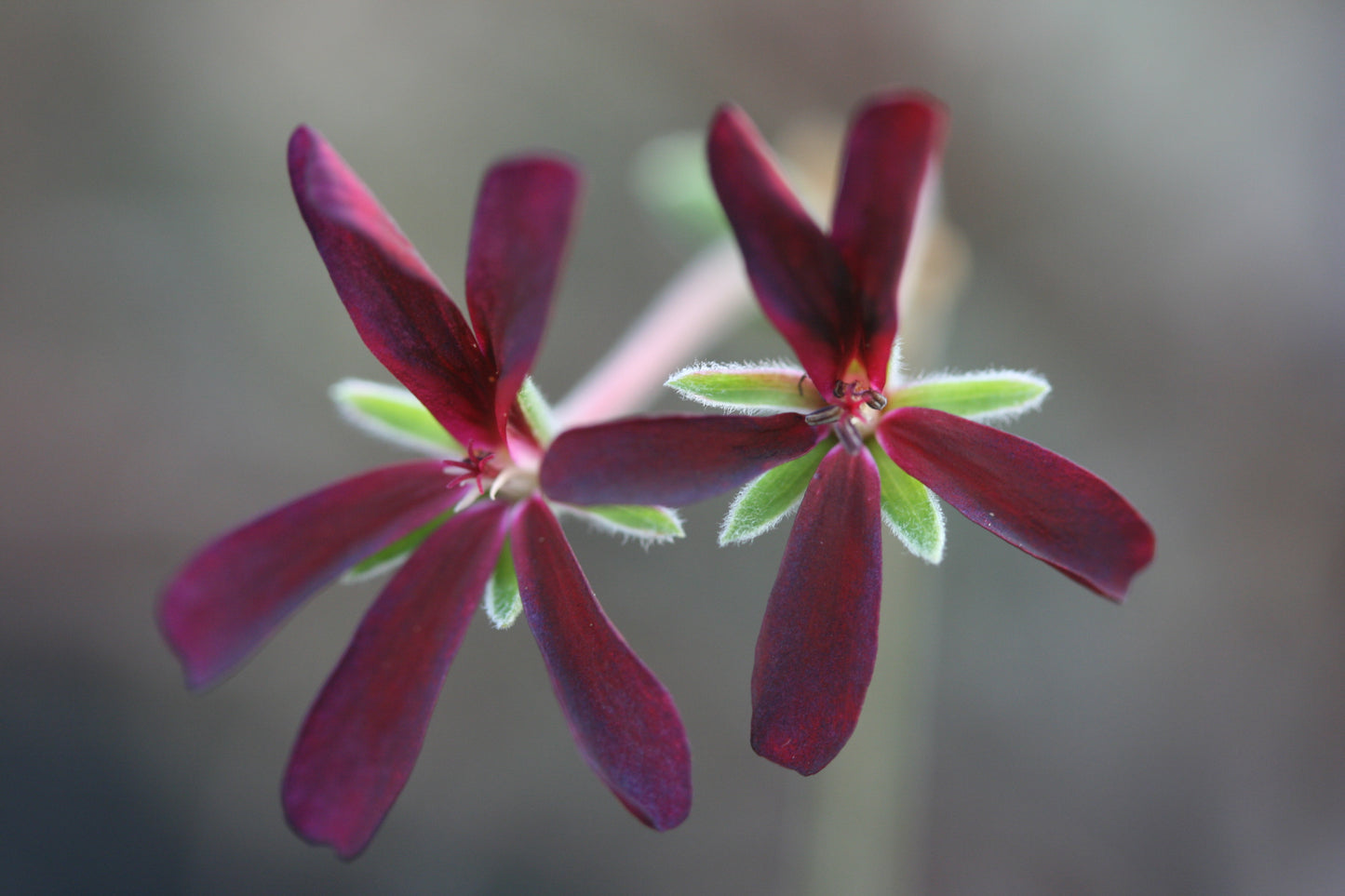 PELARGONIUM sidoides Black Form