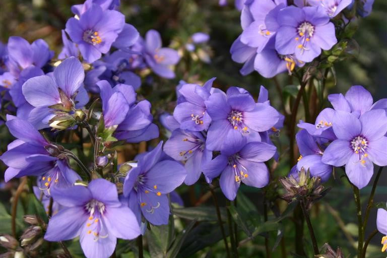 POLEMONIUM caeruleum Bressingham Purple