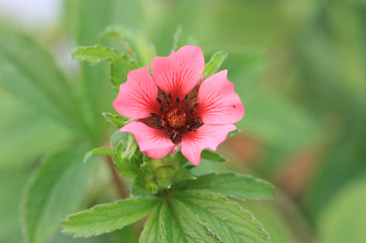 POTENTILLA nepalensis Ron McBeath