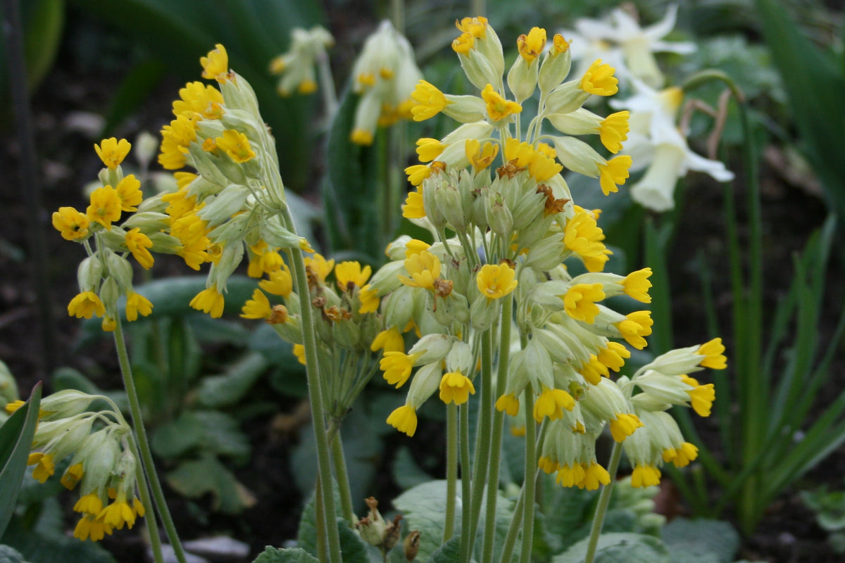 PRIMULA veris