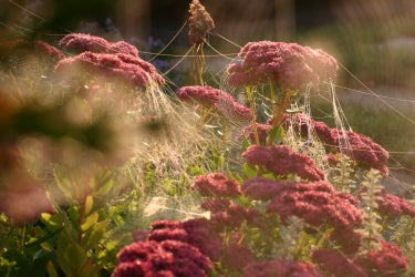 HYLOTELEPHIUM Herbstfreude