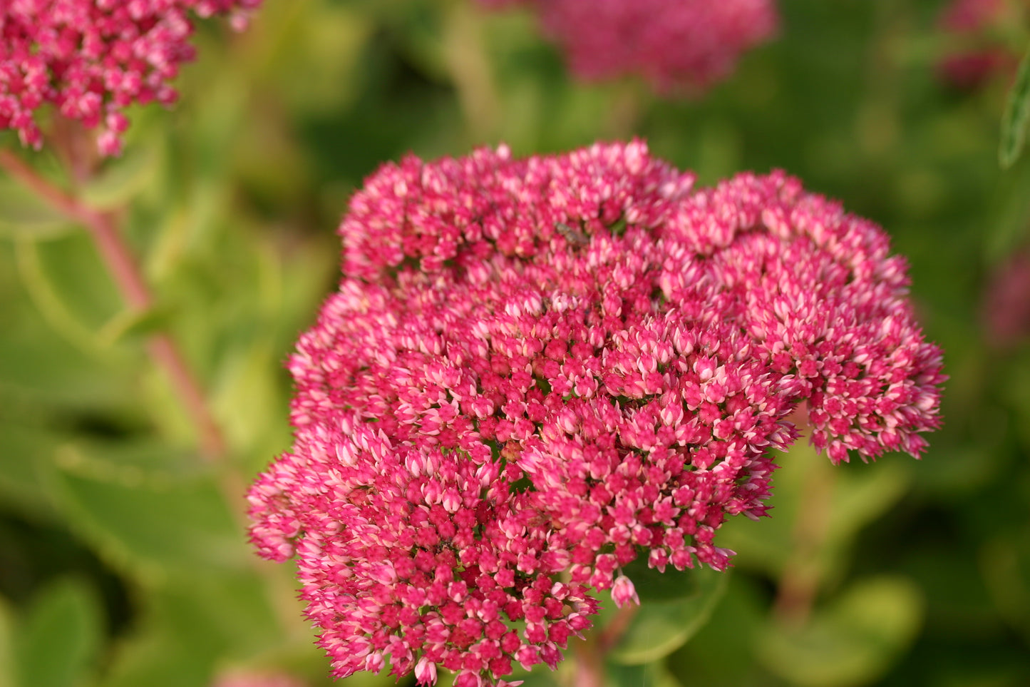 HYLOTELEPHIUM Herbstfreude