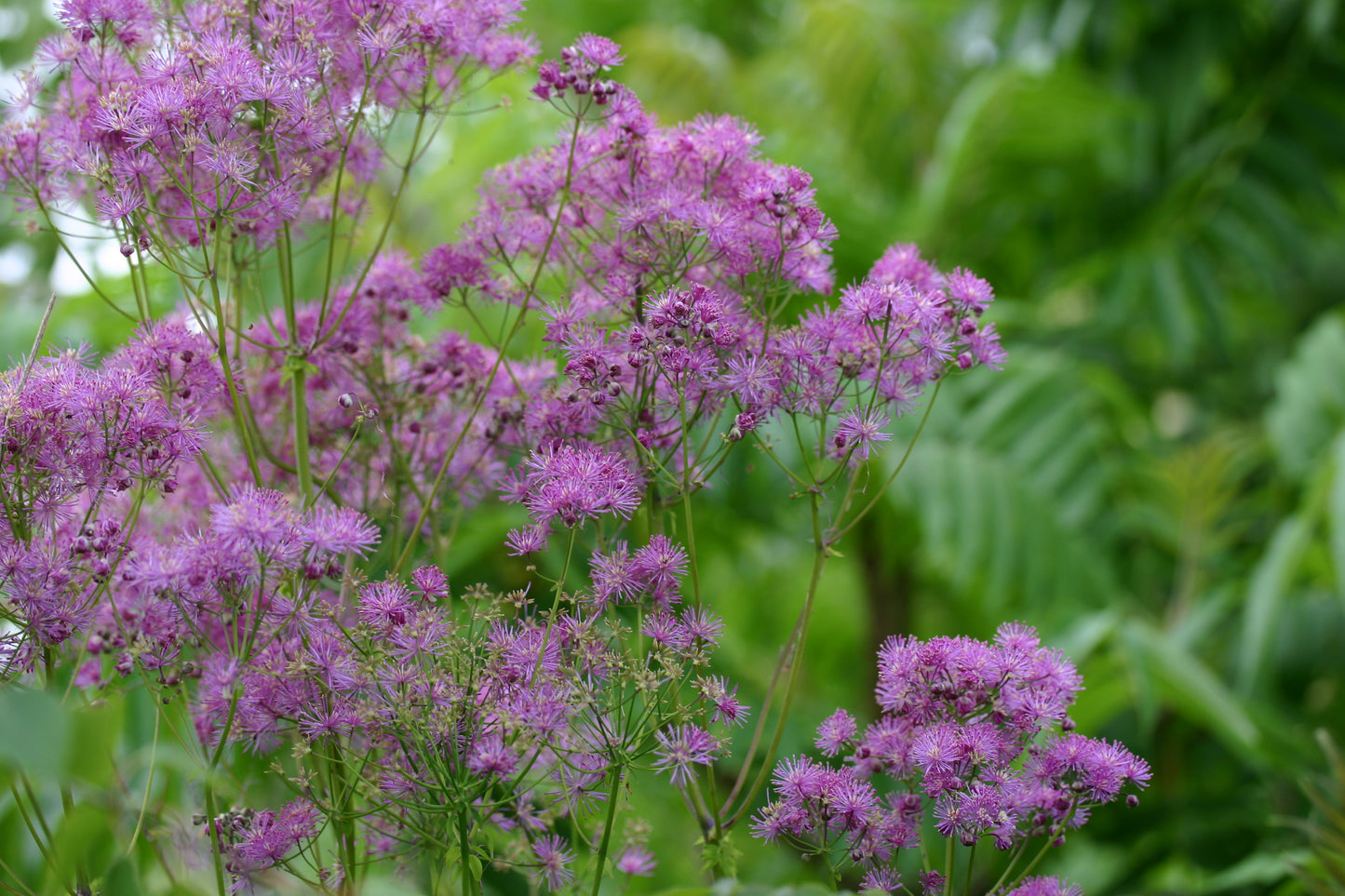 THALICTRUM aquilegifolium