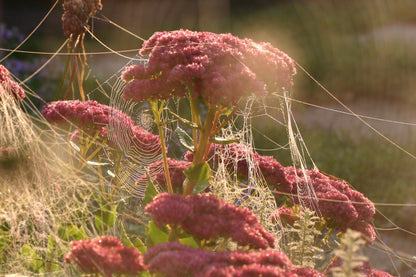 HYLOTELEPHIUM Herbstfreude