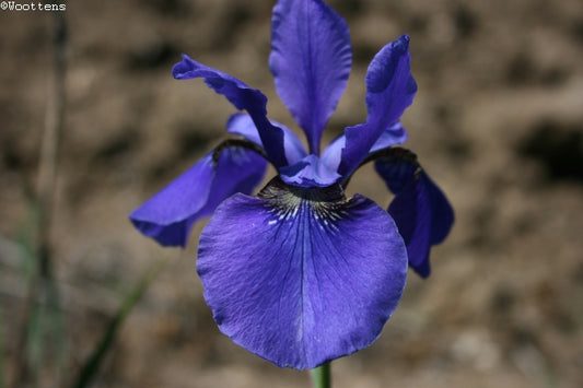 IRIS sibirica Tycoon image 0