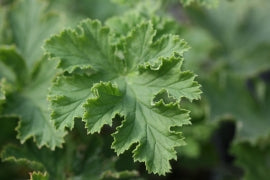 PELARGONIUM Claret Rock Unique image 2