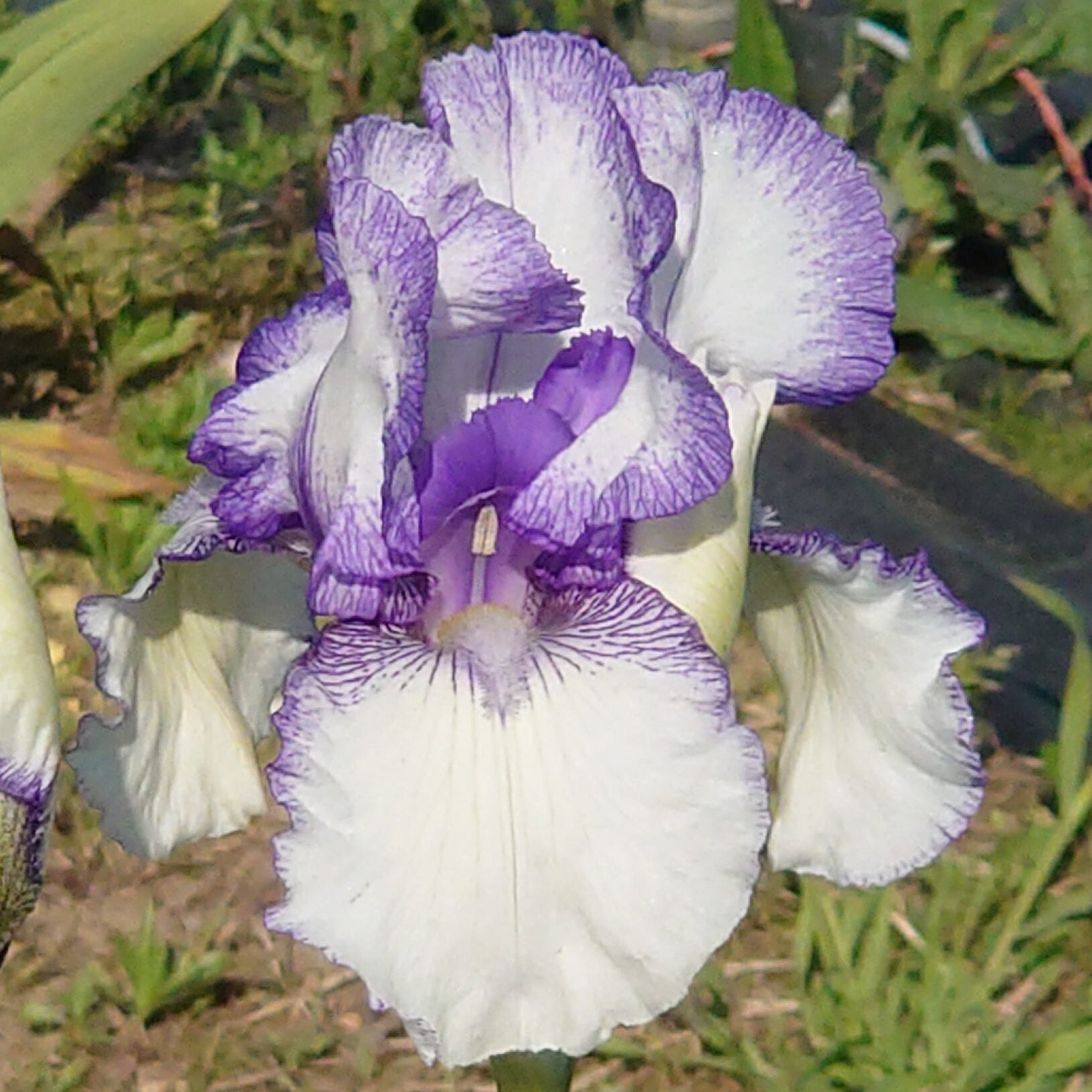 IRIS Violet Icing image 0