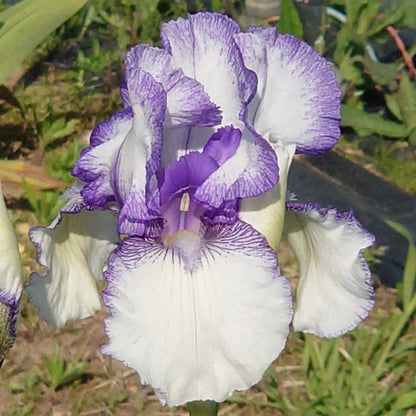 IRIS Violet Icing image 0