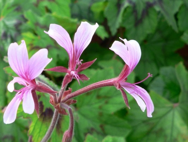 PELARGONIUM transvaalense image 0