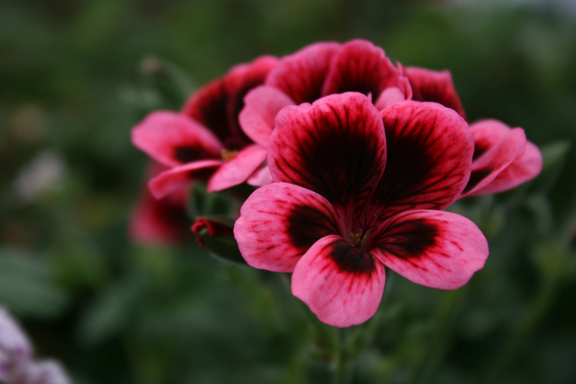 PELARGONIUM Fieldings Unique image 0