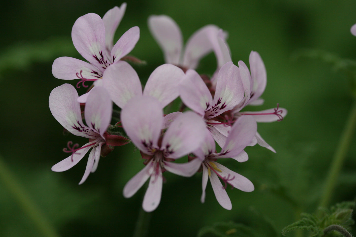 PELARGONIUM Maple Leaf image 0