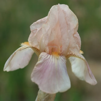 IRIS Flora Zenor image 2