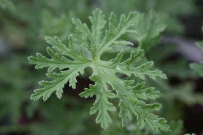 PELARGONIUM Lara Starshine image 1