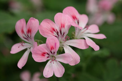 PELARGONIUM Sweet Mimosa image 0