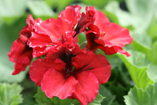 PELARGONIUM Bush Fire image 0